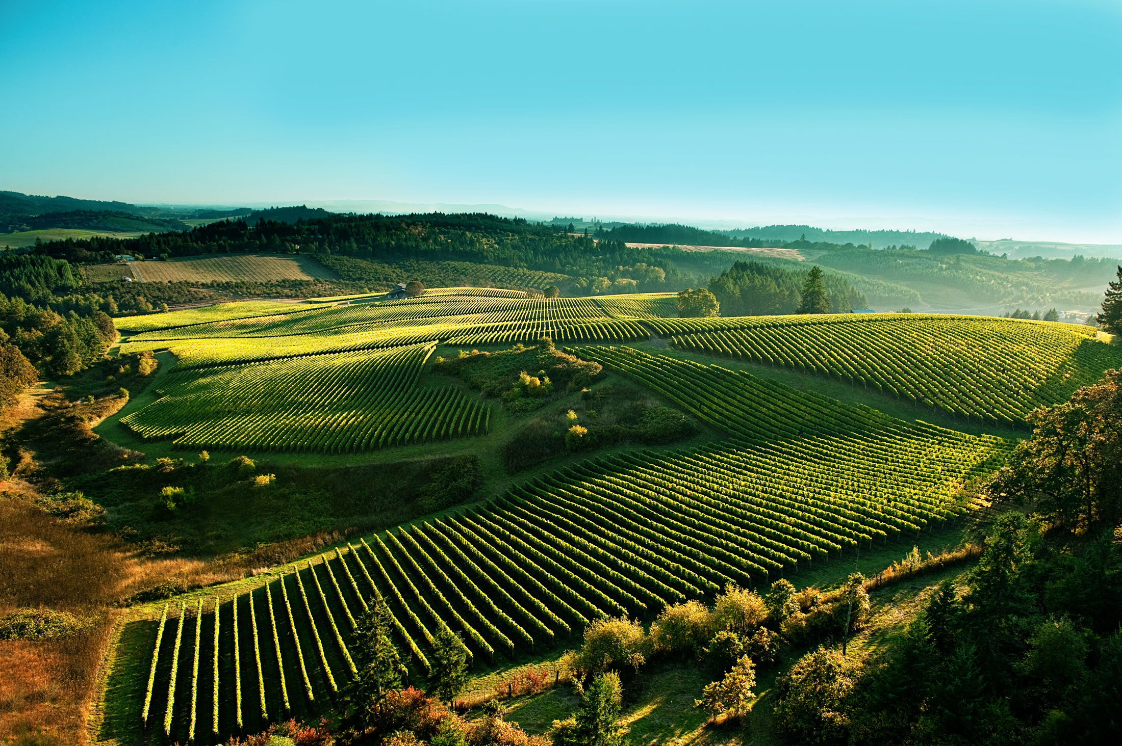 Most breathtaking vineyard views in the Willamette Valley, Shea Wine Cellar in Newberg, Oregon