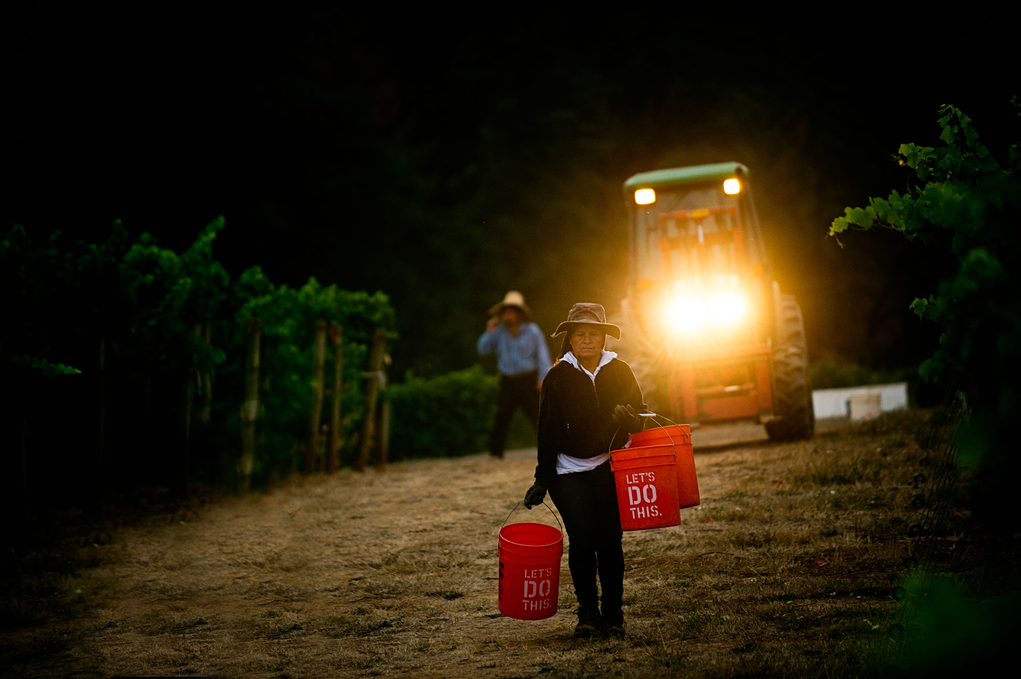Tractor shining a light on a woman carrying buckets of grapes from harvest
